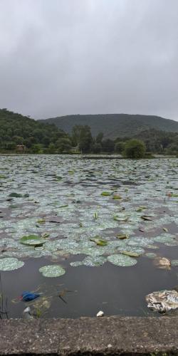 Lotus Field, Udaipur